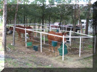 My saddle mules Bubba & Cowboy