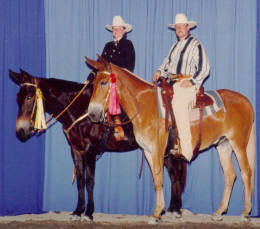 The mules are just as comfortable in the show ring.