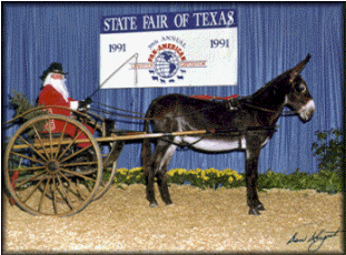 Eagle Rest Don Quixote owned by Brayer Hill Farm 