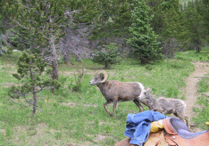 longhorn sheep at 12,000 ft.